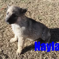 Nayla, a female German Shepherd Dog for sale in Jasper, AR – Photo 8 of 9