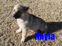 Nayla, a female German Shepherd Dog for sale in Jasper, AR – Photo 6 of 7