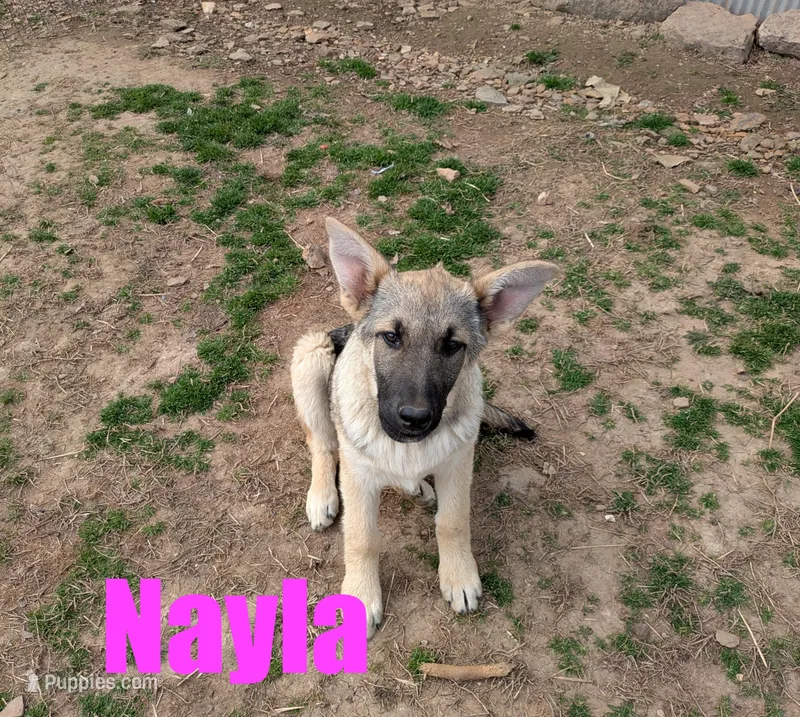 Nayla