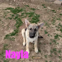Nayla, a female German Shepherd Dog for sale in Jasper, AR – Photo 2 of 9