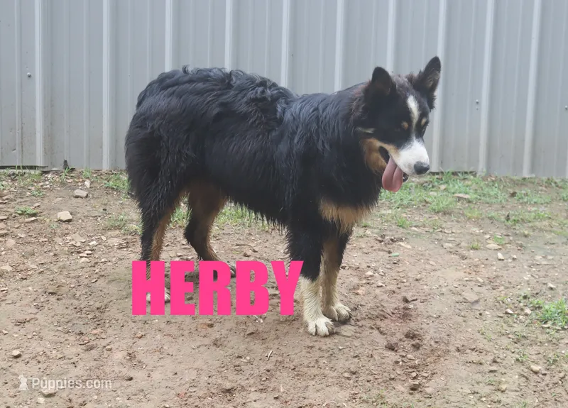 herby – Australian Shepherd puppy for sale in Jasper, AR