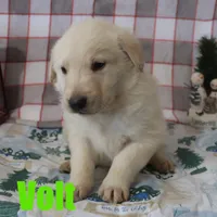 Volt, a male German Shepherd Dog and Golden Retriever for sale in Jasper, AR – Photo 6 of 10