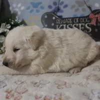 Volt, a male German Shepherd Dog and Golden Retriever for sale in Jasper, AR – Photo 9 of 10