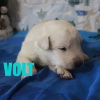 Volt, a male German Shepherd Dog and Golden Retriever for sale in Jasper, AR – Photo 10 of 10