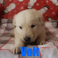 Volt, a male German Shepherd Dog and Golden Retriever for sale in Jasper, AR – Photo 7 of 10