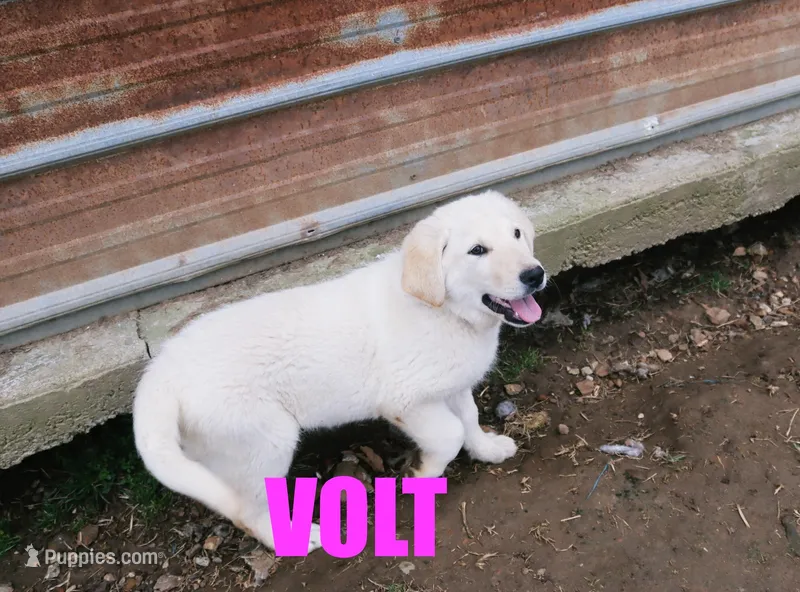 Volt