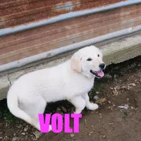 Volt, a male German Shepherd Dog and Golden Retriever for sale in Jasper, AR – Photo 2 of 10