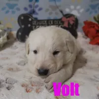 Volt, a male German Shepherd Dog and Golden Retriever for sale in Jasper, AR – Photo 8 of 10