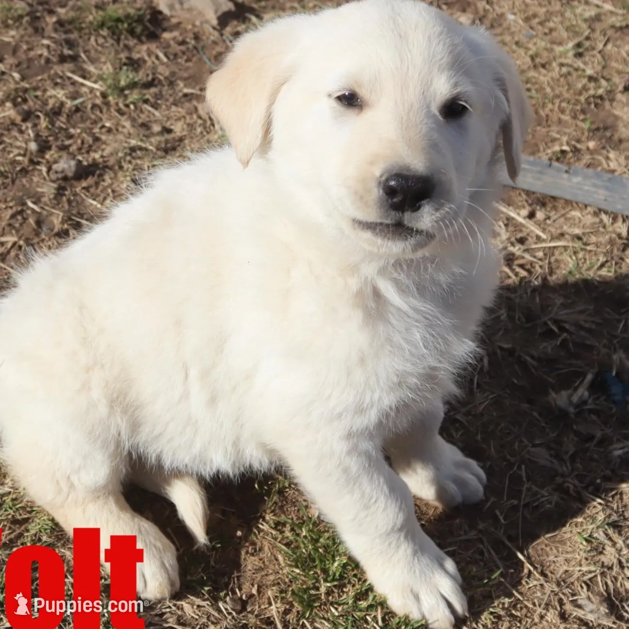 Volt, a male German Shepherd Dog and Golden Retriever for sale in Jasper, AR – Photo 4 of 10