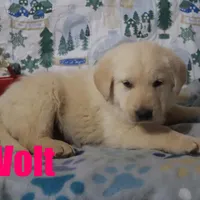 Volt, a male German Shepherd Dog and Golden Retriever for sale in Jasper, AR – Photo 5 of 10