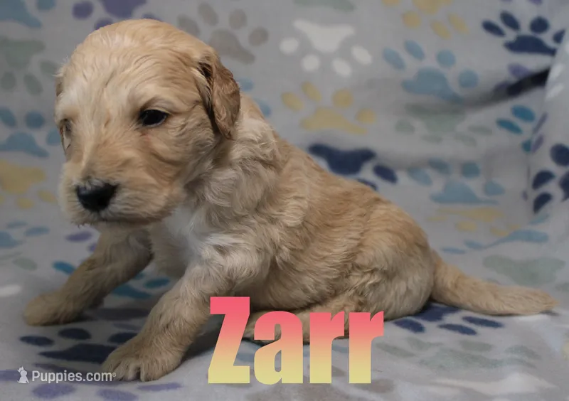 Zarr – Goldendoodle puppy for sale in Jasper, AR