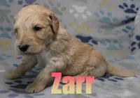 Zarr, a male Goldendoodle for sale in Jasper, AR – 1 of 2