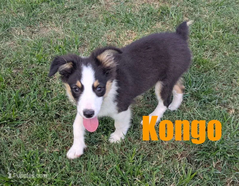 Kongo – Miniature Australian Shepherd puppy for sale in Jasper, AR