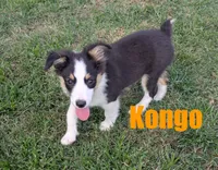 Kongo, a male Miniature Australian Shepherd for sale in Jasper, AR – 2 of 7
