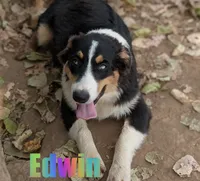 Edwin, a male Australian Shepherd for sale in Jasper, AR – 1 of 10