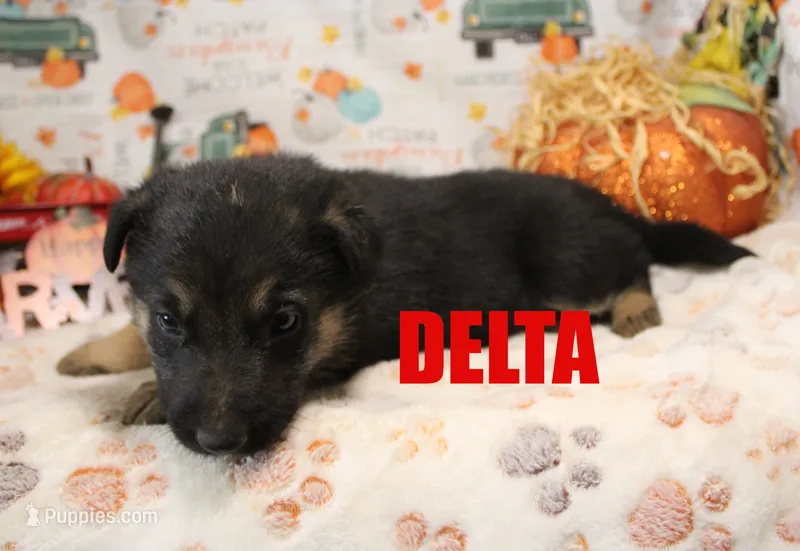 Delta – German Shepherd Dog puppy for sale in Jasper, AR