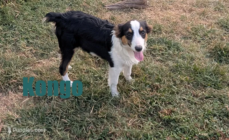 Kongo – Miniature Australian Shepherd puppy for sale in Jasper, AR