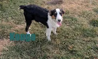 Kongo, a male Miniature Australian Shepherd for sale in Jasper, AR – 1 of 8
