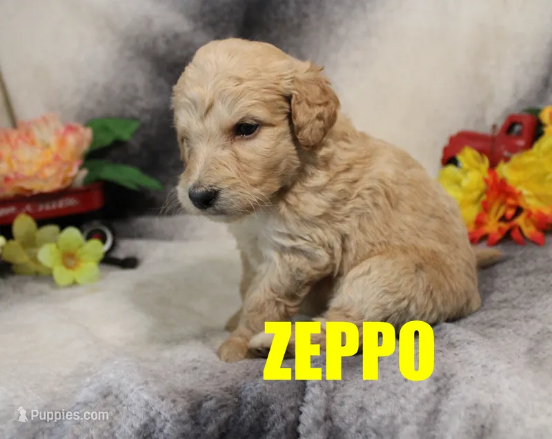 Zeppo – Goldendoodle puppy for sale in Jasper, AR