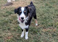 Jax, a male Australian Shepherd for sale in Jasper, AR – 2 of 2