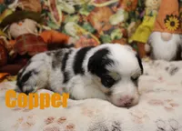 Copper, a male Australian Shepherd for sale in Jasper, AR – 1 of 1