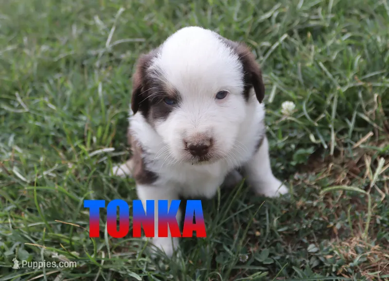 Tonka – Miniature Australian Shepherd puppy for sale in Jasper, AR