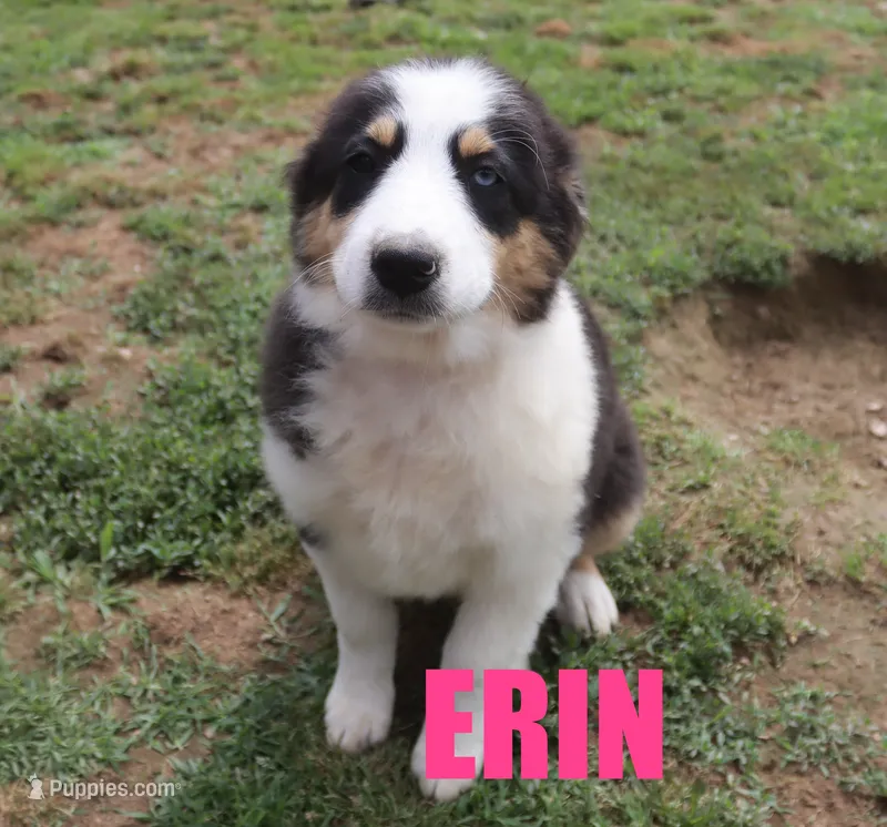 Erin – Australian Shepherd puppy for sale in Jasper, AR