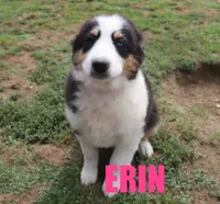 Erin, a female Australian Shepherd for sale in Jasper, AR – 2 of 9