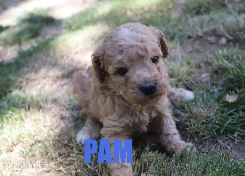 Pam – Poodle - Miniature  puppy for sale in Jasper, AR