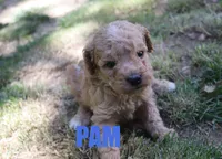 Pam, a female Poodle - Miniature  for sale in Jasper, AR – 1 of 3