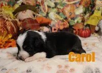 Carol, a female Australian Shepherd for sale in Jasper, AR – 1 of 1