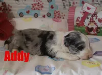 Addy, a female Aussiedoodle for sale in Jasper, AR – Photo 2 of 2