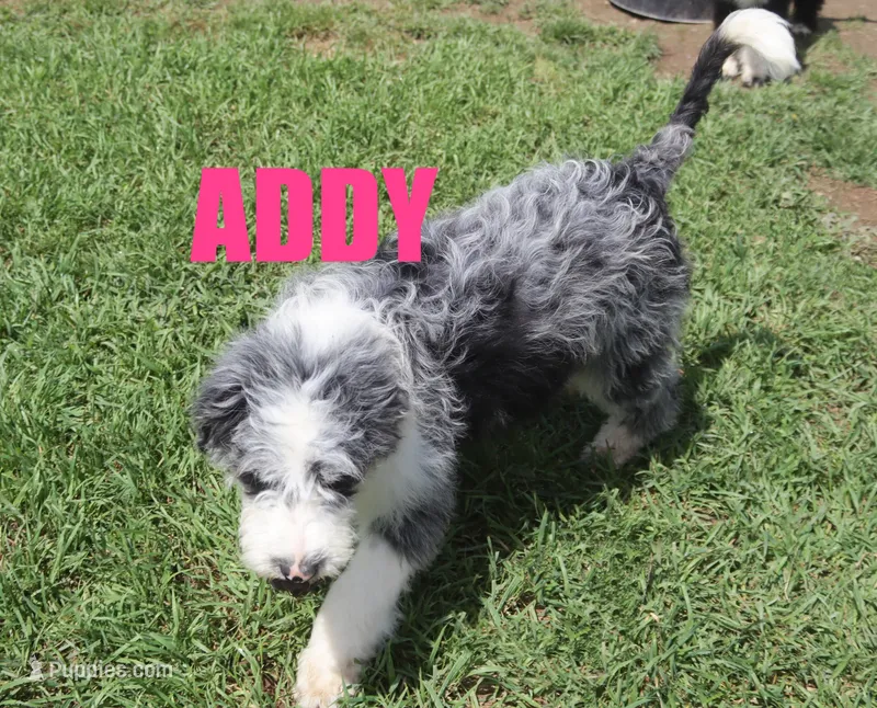 Addy – Aussiedoodle puppy for sale in Jasper, AR