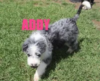 Addy, a female Aussiedoodle for sale in Jasper, AR – 1 of 9