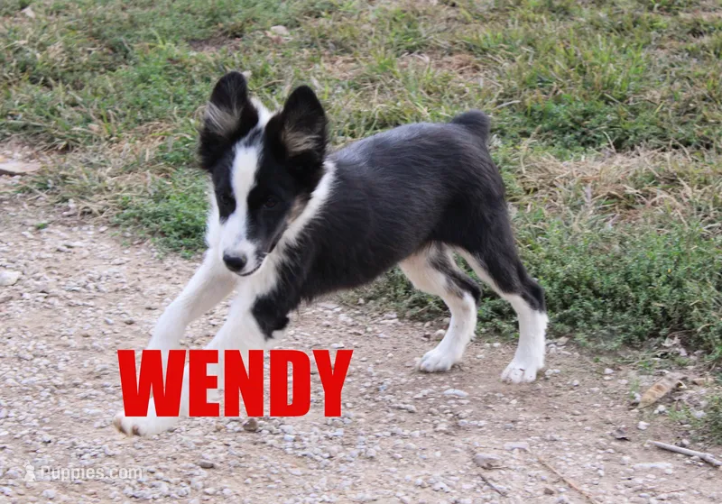 Wendy – Miniature Australian Shepherd puppy for sale in Jasper, AR