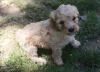 preston, a male Poodle - Miniature  for sale in Jasper, AR – 3 of 3