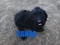 Panda, a female Goldendoodle for sale in Jasper, AR – Photo 3 of 9