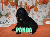 Panda, a female Goldendoodle for sale in Jasper, AR – Photo 7 of 9