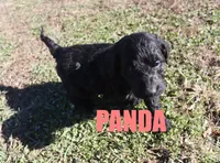 Panda, a female Goldendoodle for sale in Jasper, AR – Photo 6 of 9
