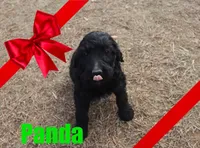 Panda, a female Goldendoodle for sale in Jasper, AR – Photo 4 of 9
