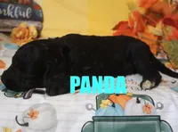 Panda, a female Goldendoodle for sale in Jasper, AR – Photo 8 of 9
