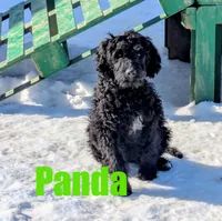 Panda, a female Goldendoodle for sale in Jasper, AR – Photo 1 of 9