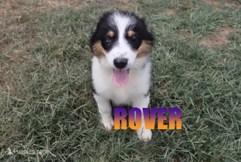 Rover – Australian Shepherd puppy for sale in Jasper, AR