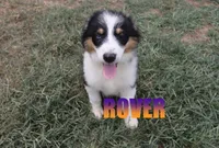 Rover, a male Australian Shepherd for sale in Jasper, AR – 2 of 6