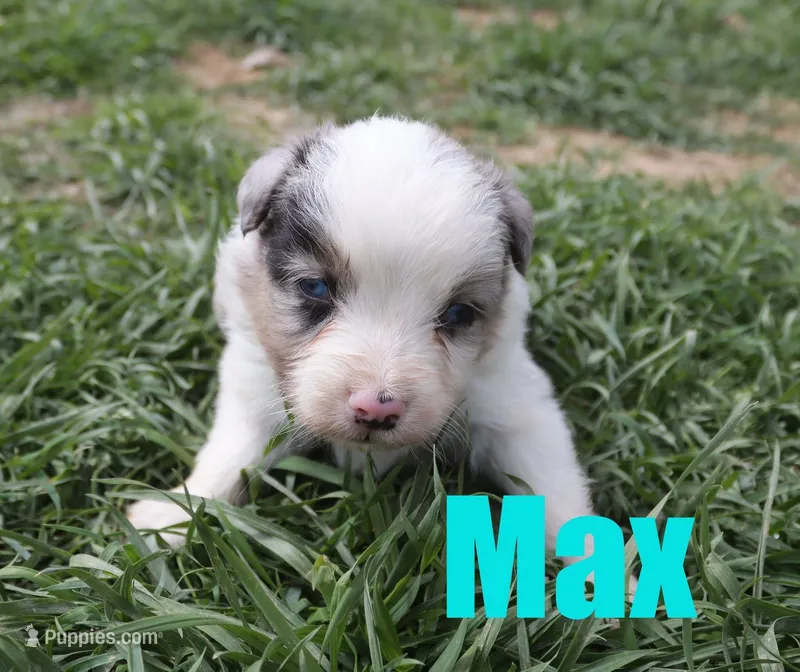 Max – Miniature Australian Shepherd puppy for sale in Jasper, AR