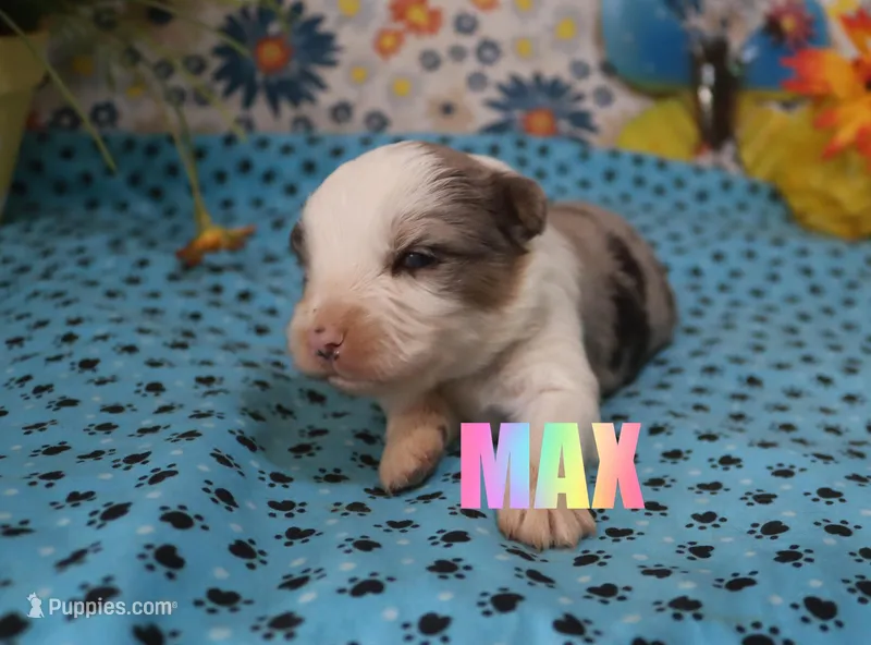 Max – Miniature Australian Shepherd puppy for sale in Jasper, AR