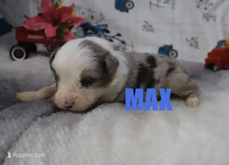 Max – Miniature Australian Shepherd puppy for sale in Jasper, AR