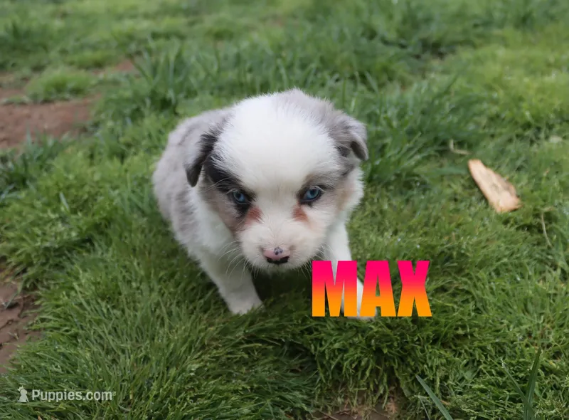 Max – Miniature Australian Shepherd puppy for sale in Jasper, AR