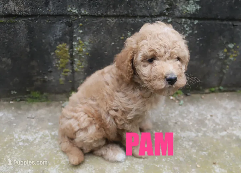 Pam – Poodle - Miniature  puppy for sale in Jasper, AR