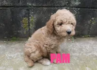 Pam, a female Poodle - Miniature  for sale in Jasper, AR – 4 of 8